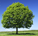a_Baum
